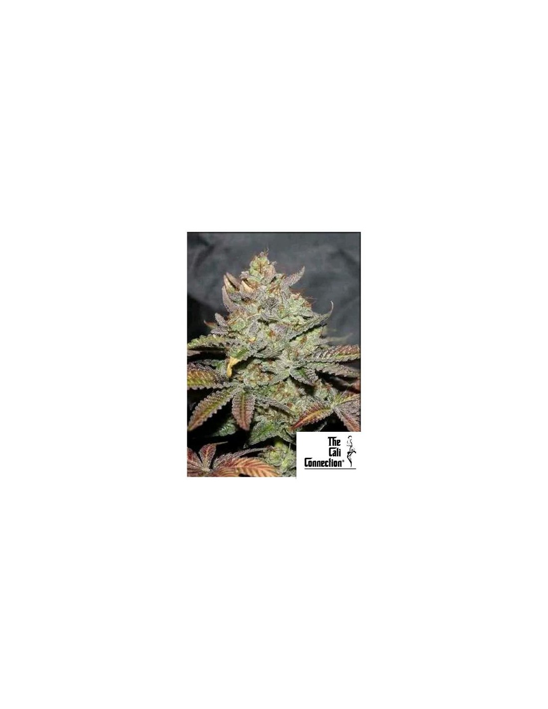 The Cali Connection Girls Scout Cookies Auto 6 Semi Femminizzati.