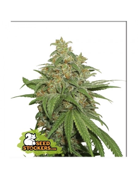 Seed Stockers - AK420 Auto - 3 Semi