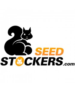 Seed Stockers - Amnesia - 3 Semi Auto 2