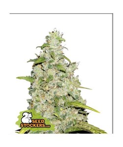 Seed Stockers - Amnesia - 3 Semi Auto