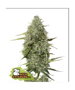 Seed Stockers - BCN Critical XXL Amnesia Auto - 3 Semi