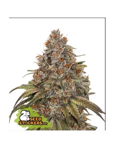 Seed Stockers - BlackBerry Gum - 3 Semi Auto