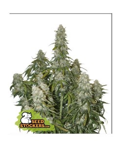 Seed Stockers - Big Bud - 3 Semi Auto