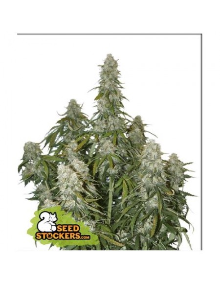 Seed Stockers - Big Bud - 3 Semi Auto