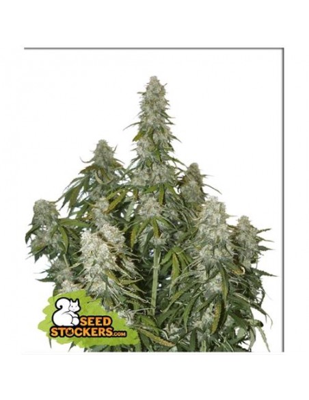 Seed Stockers - Big Bud - 3 Semi Auto