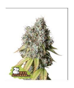 Seed Stockers - Bruce...