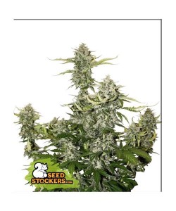 Seed Stockers - Candy Dawg - 3 Semi Auto