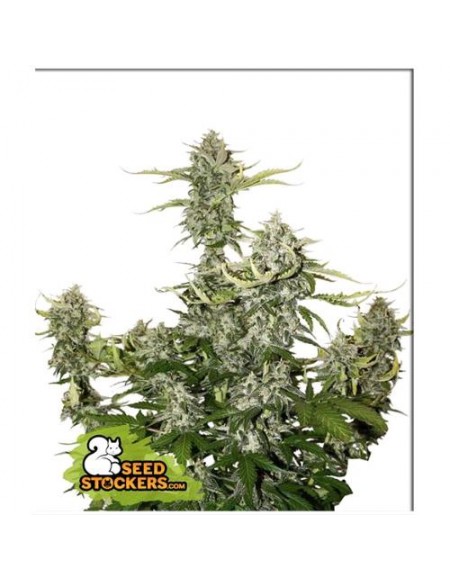 Seed Stockers - Candy Dawg - 3 Semi Auto