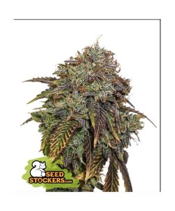 Seed Stockers - Gelato 41 - 3 Semi Auto