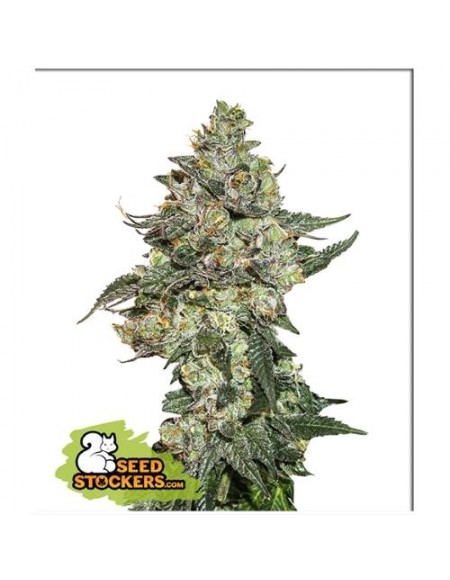 Seed Stockers - Girls Scout Cookies Auto - 3 Semi