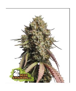 Seed Stockers - Gorilla Cookies - 3 Semi Auto