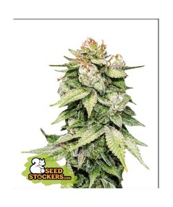 Seed Stockers - Gorilla...