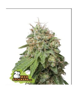Seed Stockers - Green Crack  Auto - 3 Semi