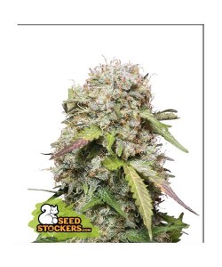 Seed Stockers - Jack Herer Auto - 3 Semi
