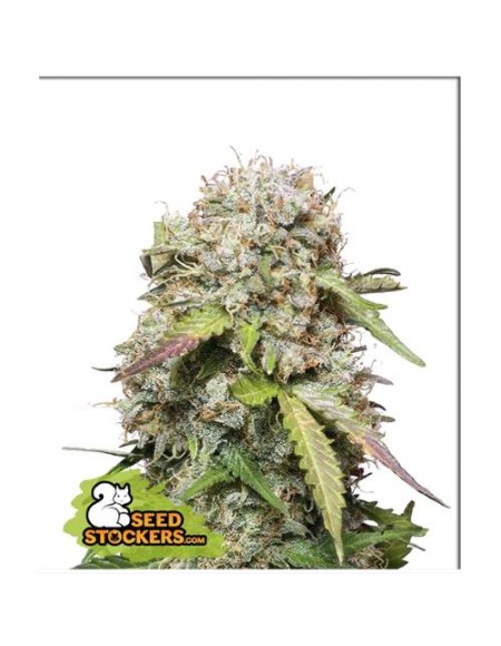 Seed Stockers - Jack Herer Auto - 3 Semi