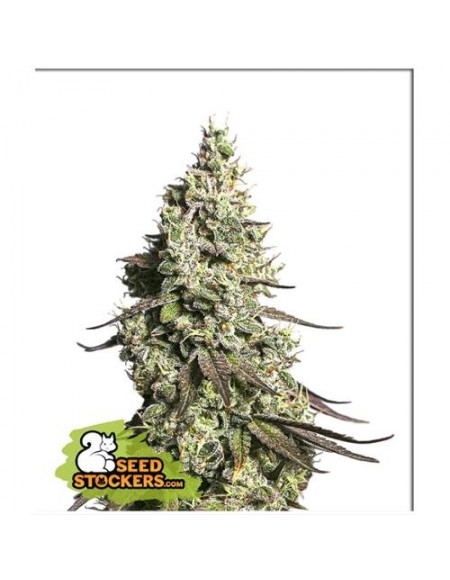 Seed Stockers - Moby Dick Auto - 3 Semi