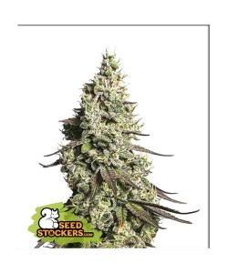 Seed Stockers - Moby Dick Auto - 3 Semi