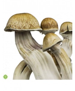 Spore in Siringa - Psilocybe Cubensis Hawaii - 10mL - Spore di funghetti allucinogeni da collezione.
