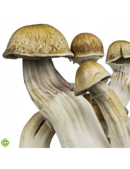 Spore in Siringa - Psilocybe Cubensis Hawaii - 10mL - Spore di funghetti allucinogeni da collezione. Spore in Siringa - Psilocybe Cubensis Hawaii - 10mL - Spore di funghetti allucinogeni da collezione.