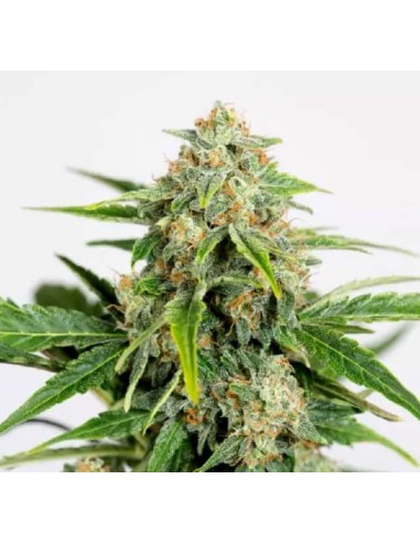 Humboldt Seed Organization - Amnesia CBD Pure Auto 5 Semi di cannabis da collezione.