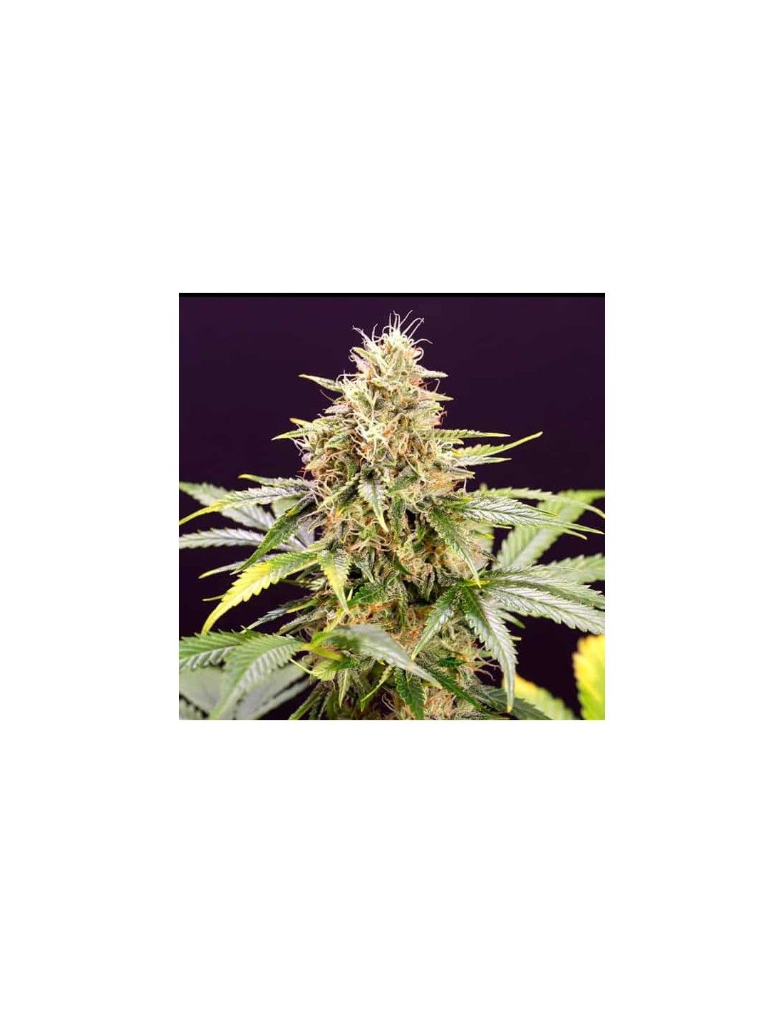 Humboldt Seed Organization Chocolate Mint OG Auto 10 Semi