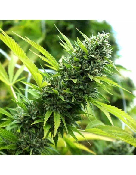 Humboldt Seed Organization - Banana Sapphire 5 Semi Humboldt Seed Organization - Banana Sapphire 5 Semi