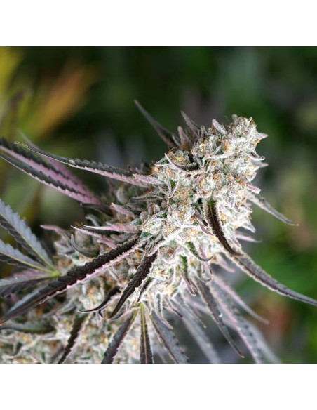 Humboldt Seed Organization - Florida Gaspack 5 Semi femminizzati Humboldt Seed Organization - Florida Gaspack 5 Semi femminizzati