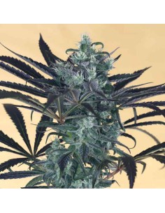Humboldt Seed Organization...