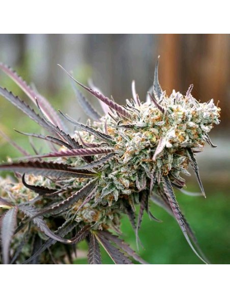 Humboldt Seed Organization - Ice Cream Cake Fast Version 10 Semi Femminizzati