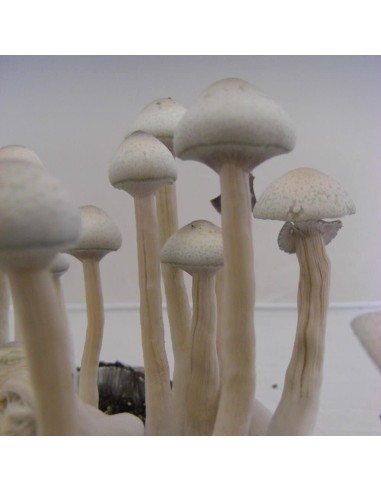 Spore in Siringa - Psilocybe Cubensis Albino A+ 10mL