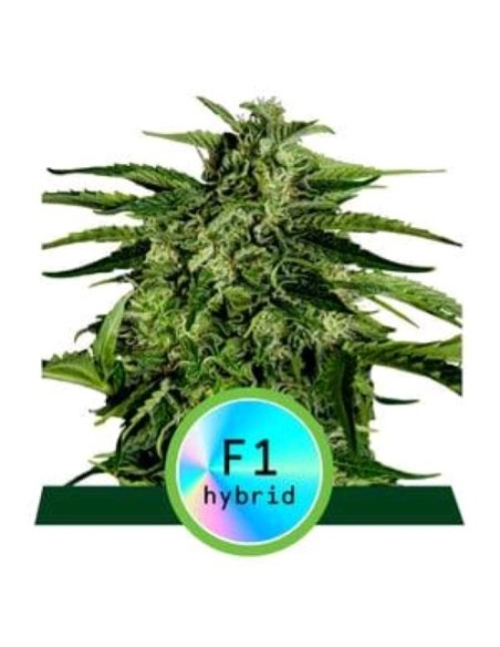 Royal Queen Seeds - F1 Hybrids - Apollo F1 Auto - 3 Semi