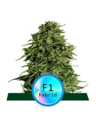 Royal Queen Seeds - F1 Hybrids - Apollo F1 Auto - 1 Seme