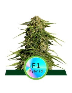 Royal Queen Seeds - F1 Hybrids - Epsilion F1 Auto - 5 Semi