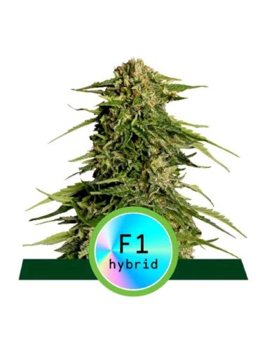 Royal Queen Seeds - F1 Hybrids - Epsilion F1 Auto - 5 Semi