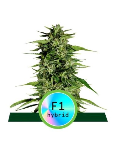 Royal Queen Seeds - F1 Hybrids - Hyperion F1 Auto - 1 Seme
