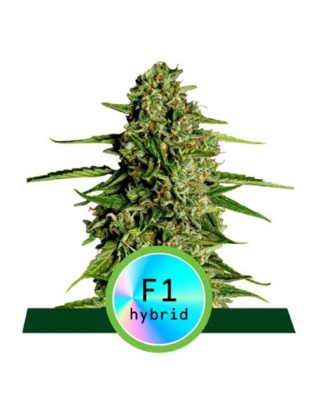 Royal Queen Seeds - F1 Hybrids - Medusa F1 Auto - 5 Semi