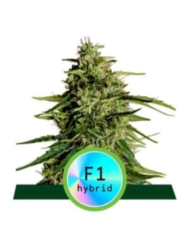 Royal Queen Seeds - F1 Hybrids - Milky Way F1 Auto - 1 Seme