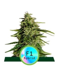 Royal Queen Seeds - F1 Hybrids - Milky Way F1 Auto - 3 Semi