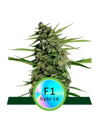 Royal Queen Seeds - F1 Hybrids - Orion F1 Auto - 1 Seme