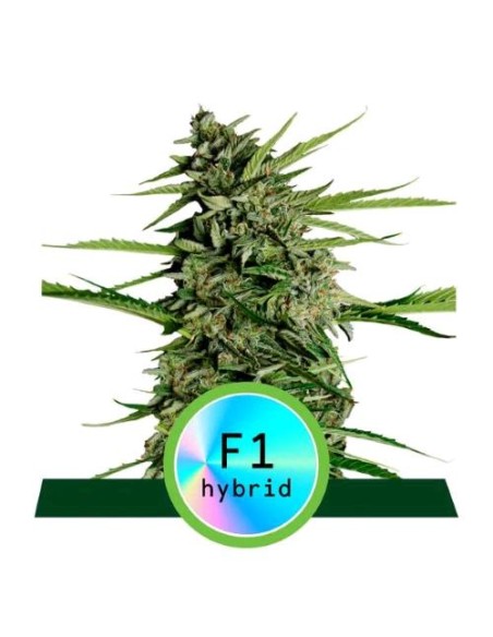 Royal Queen Seeds - F1 Hybrids - Orion F1 Auto - 3 Semi