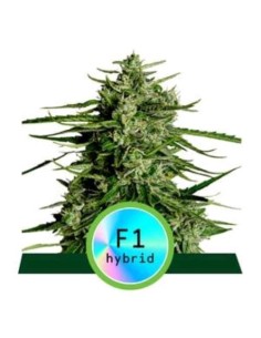 Royal Queen Seeds - F1 Hybrids - Titan F1 Auto - 3 Semi