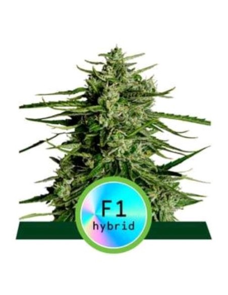 Royal Queen Seeds - F1 Hybrids - Titan F1 Auto - 3 Semi