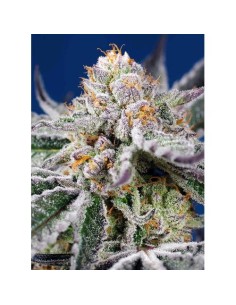 Sweet Seeds - Orange Apricot Glue XL Auto - 3 Semi +1