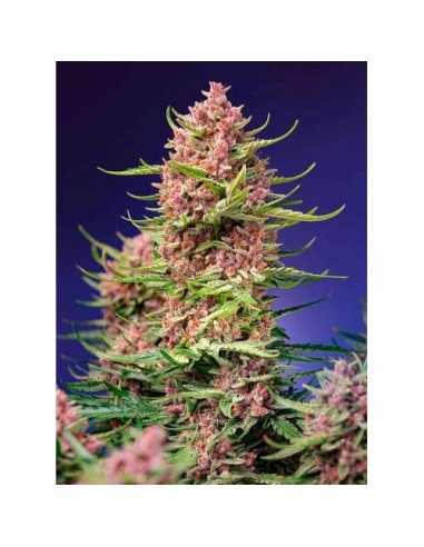 Sweet Seeds - Strawberry Cola Sherbet Fem - 3 Semi +1