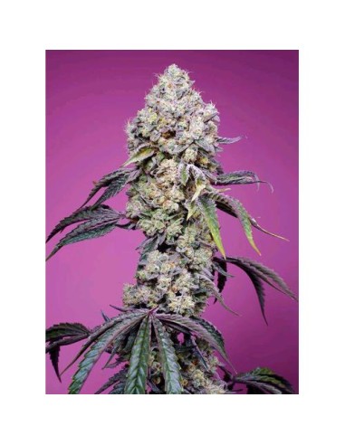 Sweet Seeds - Sweet Mandarine Zkittlez F1 Fast Version - 5 Semi +2