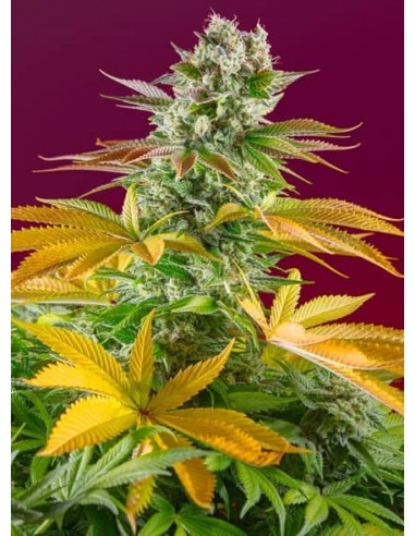 Sweet Seeds - Gorilla Girl F1 Fast Version - 3 Semi + 1 Gratis