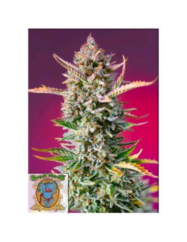 Sweet Seeds - Gorilla Sherbet F1 Fast Version - 3 Semi + 1 Gratis