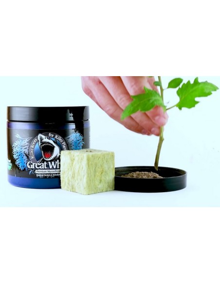 Plant Success - Great White - 227 Gr