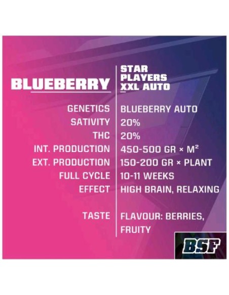 BSF - Blueberry XXL - Auto - 2 Semi