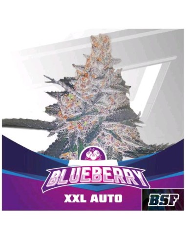 BSF - Blueberry XXL - Auto - 12 Semi
